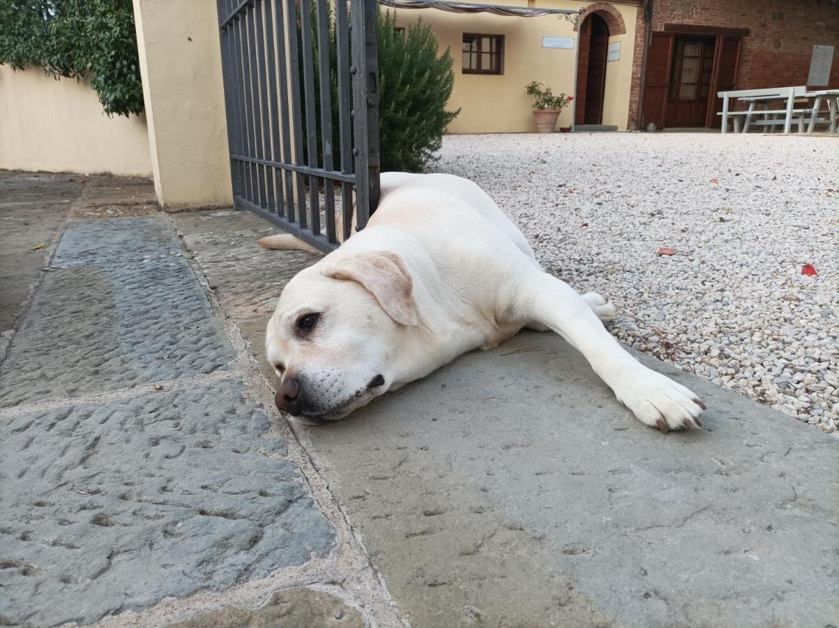 Podere Il Belvedere Su Cortona Castiglion Fiorentino Kültér fotó